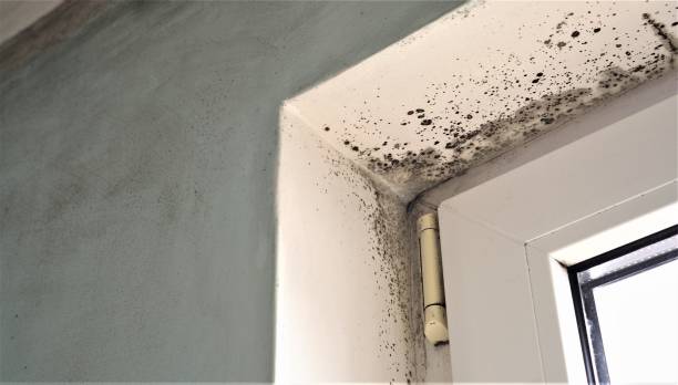 Professional Mold Removal in Lake Mills, IA