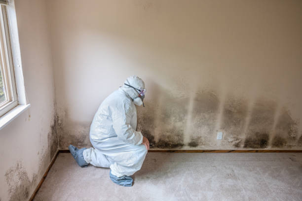Best Asbestos and Lead Testing During Mold Inspection  in Lake Mills, IA