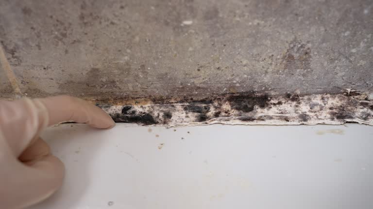 Best Comprehensive Air Testing for Mold Contaminants  in Lake Mills, IA