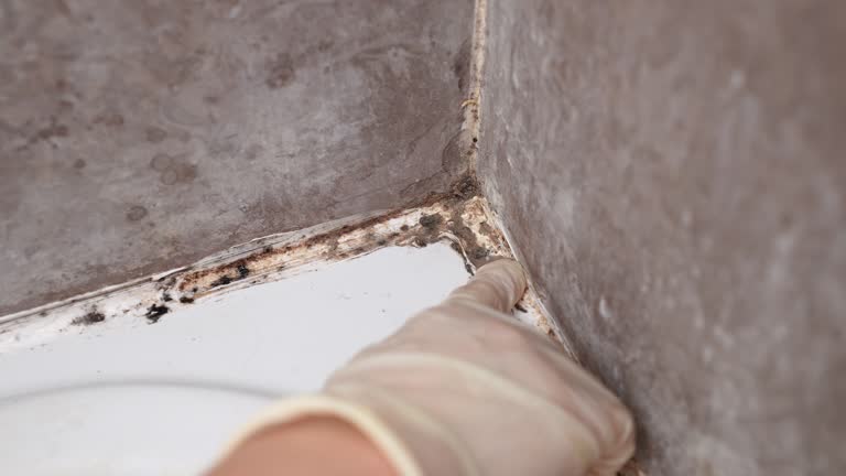 Best Environmental Consulting for Mold Prevention  in Lake Mills, IA